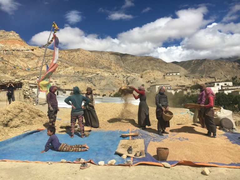 Traditional Harvesting in Yara Village, Upper Mustang