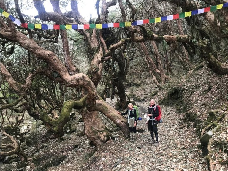 Through the Enchanted Rhododendron Forest