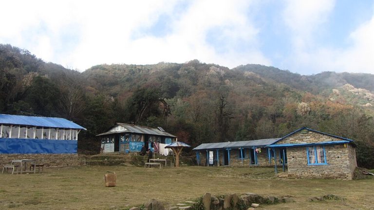 Forest Camp/Kokar